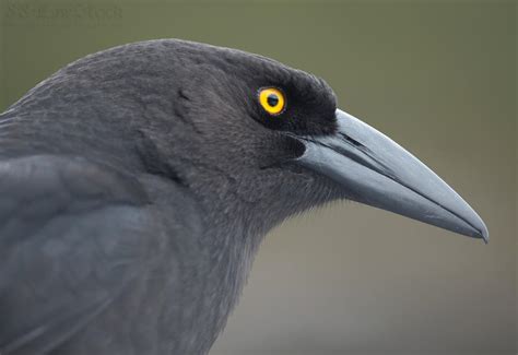 Currawong 06 by 88-Lawstock on DeviantArt