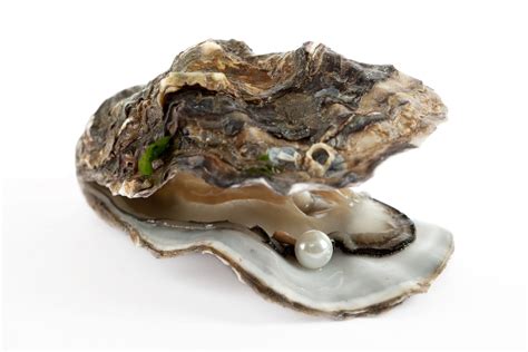 Free Images : shell, oyster, bivalve, seafood, Giant clam, shellfish, abalone, molluscs ...