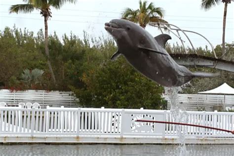 Dive into Adventure at Theater of the Sea Florida! - Floridaing