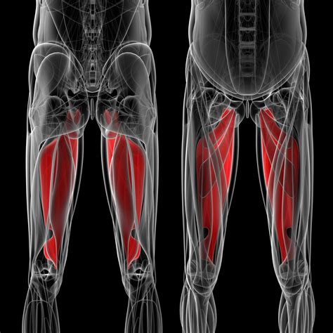 Groin Strain - Motus Physical Therapy