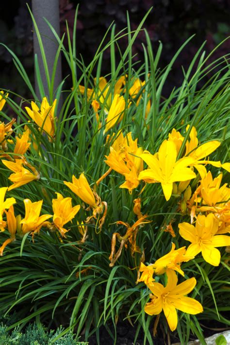 Summer Daylily Care - What To Do With Your Daylilies After They Bloom!