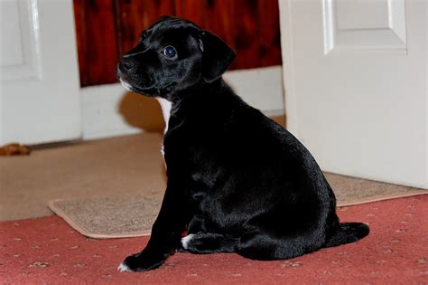 BLACK STAFFY PUPPIES