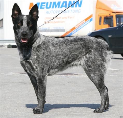 Australian Stumpy Tail Cattle Dog Info, History, Temperament, Training, Pictures