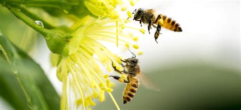 Autonomous Robot Bees To Swarm at Walmart Near You - Nextgov