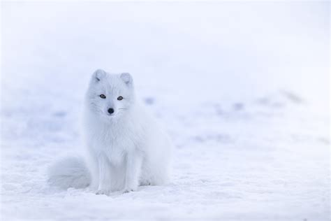 The 5 Most Endangered Arctic Animals and How You Can Help