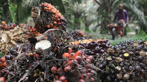 Perkebunan Kelapa Sawit Terbesar di Indonesia, Inilah Daftar Perusahaannya