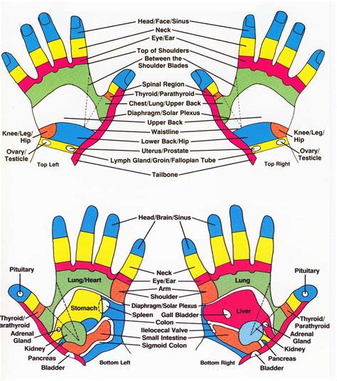 Hand Reflexology Chart | Aromatherapy Well Being