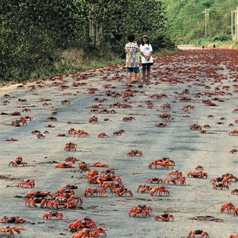 Annual Red Crab Migration on Christmas Island - photofun4ucom