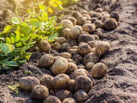 Introduction to Potatoes & Sweet Potatoes - Food Gardening Network