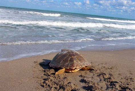 It’s Sea Turtle nesting season, and they need our help at the beach