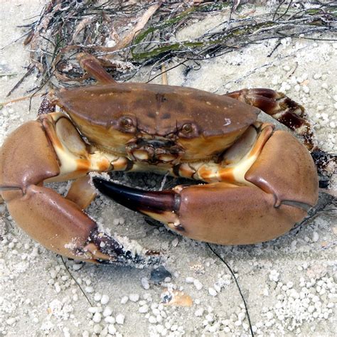 Is stone crab season open in Florida? [2022] | QAQooking.wiki