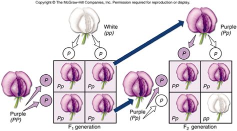 3.4 – Inheritance – The Biology Classroom