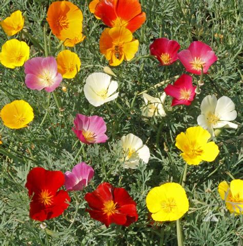 Formula Mix California Poppy (Eschscholzia californica) | Applewood Seed