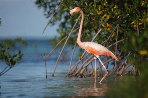 American Flamingo we saw in the back country of Everglades National ...