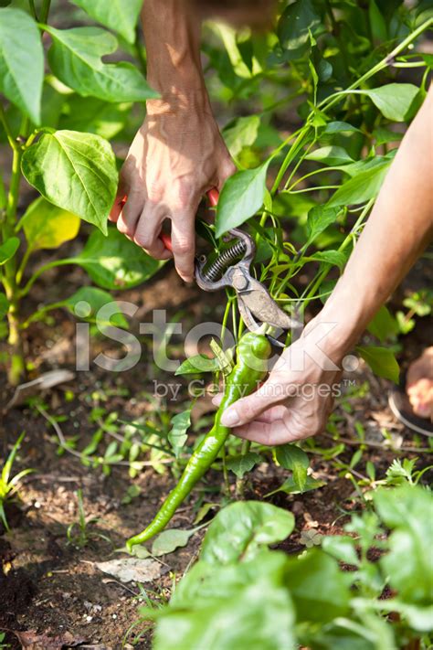 Harvesting A Pepper Stock Photo | Royalty-Free | FreeImages