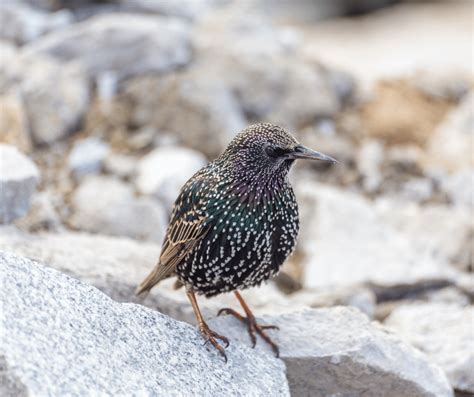 Skylark Symbolism: Exploring Its Spiritual Meaning