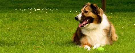 Welsh Sheepdog: Characteristics & Care | Wag!