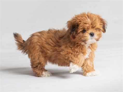 Lhasapoo Small Animal Red ID:19803 Located at Petland Topeka, Kansas