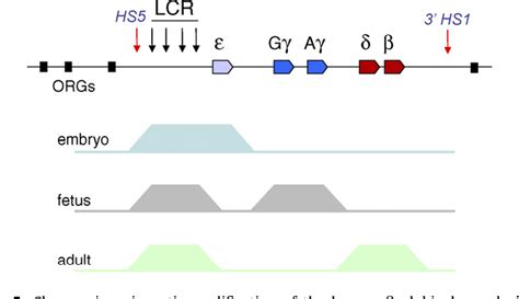 Epigenetics of beta-globin gene regulation. | Semantic Scholar