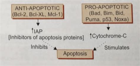 regulation of apoptosis : r/Medical_Students