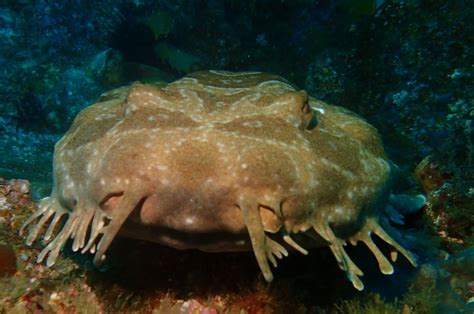 Wobbegong Sharks - Ambush Predators of the Indo-Pacific