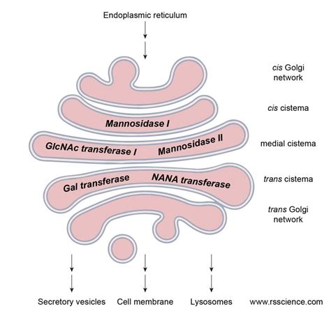 golgi apparatus function - DrBeckmann