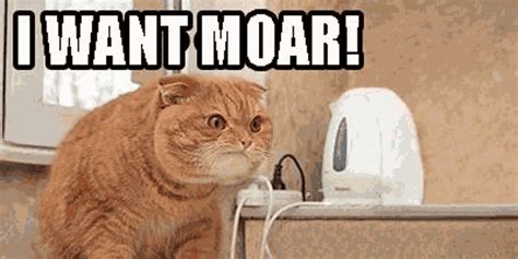 Cat Moar GIF - Cat Moar More - Discover & Share GIFs