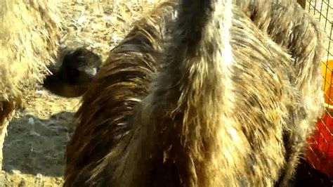 Emu Farm Rajasthan.flv - YouTube