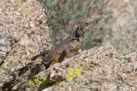 Chuckwalla Lizard In A Desert Environment Stock Image - Image of ...