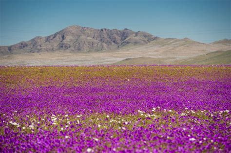 The World's Driest Desert Blooms With Hundreds Of Flowers After Rare Rain | HuffPost