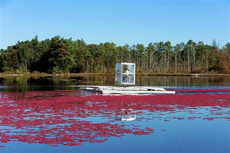 Cranberry Harvest #3 Photograph by John Greim/science Photo Library ...