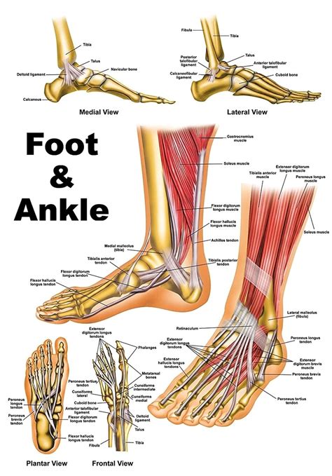 foot and ankle diagram Archives - Graph Diagram