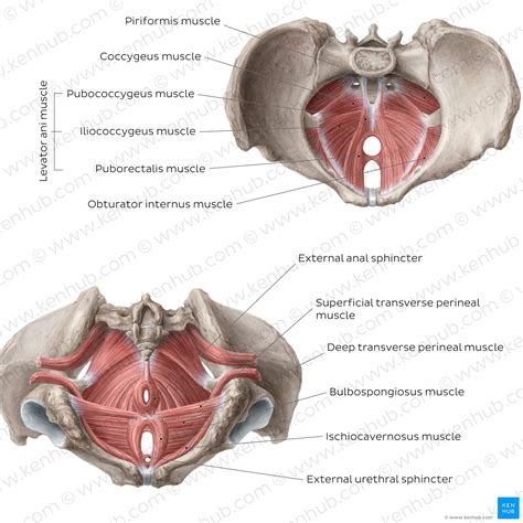 Muscles of the pelvic floor: Anatomy and function | Kenhub