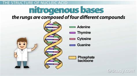 Nucleic Acids | Definition, Types & Examples - Lesson | Study.com