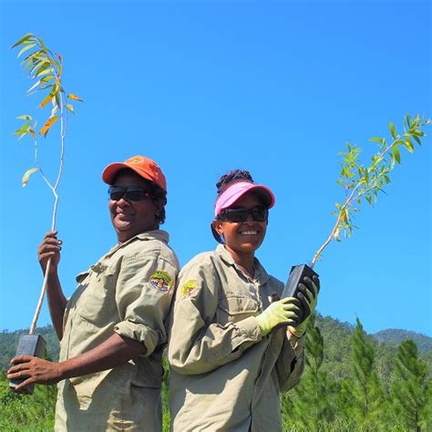 Mahogany Glider Woodland Habitat: Tree Planting Wildlife Corridor