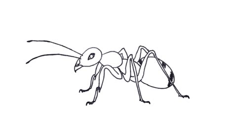 How To Draw an Ant 7+ Easy Step by Step Tutorial - Drawwiki