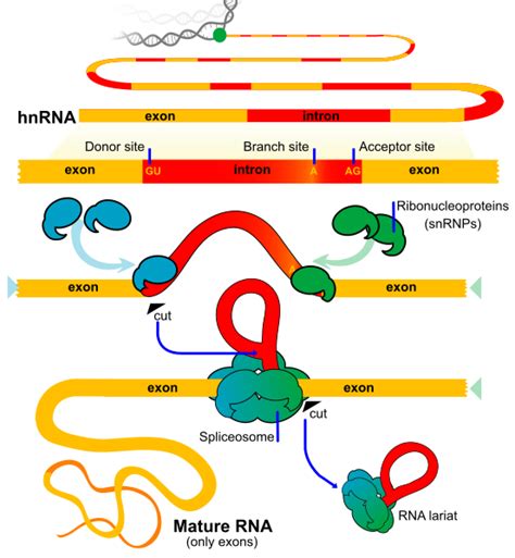 What is the Difference Between RNA Splicing and Alternative Splicing ...