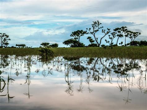 Orinoco River Basin Report Card | Pages | WWF