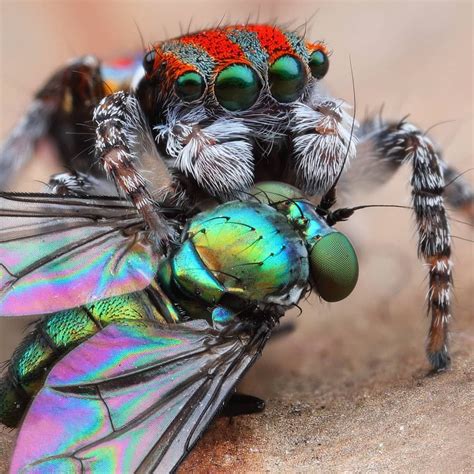 Maratus volans feeding on a long legged fly | Cool insects, Bugs and insects, Beautiful bugs