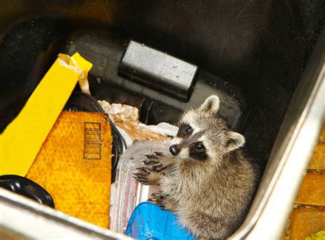 130+ Raccoon Garbage Can Stock Photos, Pictures & Royalty-Free Images ...