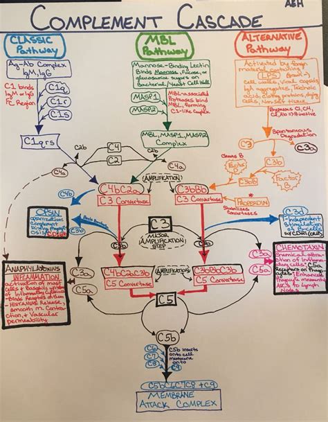 Complement System Pathways Diagram #Immunology