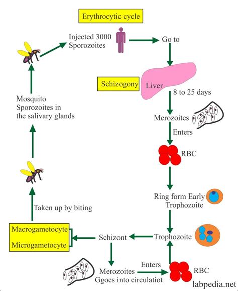 Malarial parasite - Part 4 - Plasmodium Malariae, MP - Labpedia.net