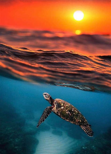 Ocean Baby Sea Turtle, ocean turtle HD phone wallpaper | Pxfuel