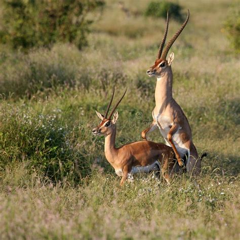 Grant's Gazelle mating. Grant's Gazelle season Tsavo East Kenya , #AD, #mating, #Gazelle, #Grant ...