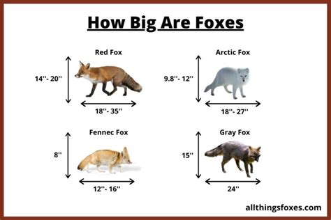 How Big is a Fox | Fox Size - All Things Foxes