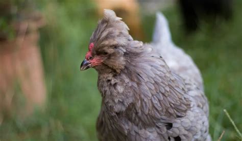 Perfil de la raza de gallinas Araucana: Las extravagantes ponedoras de huevos azules