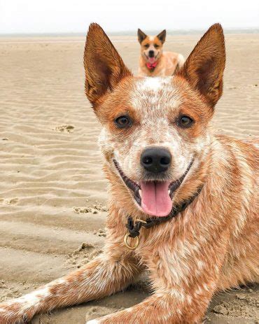 Red Heeler: The Complete Dog Breed Guide - K9 Web