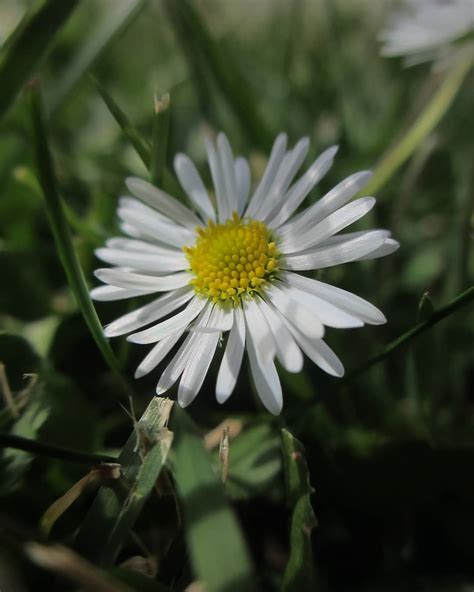 Daisy flower meaning • Origins • Symbolism and other interesting facts