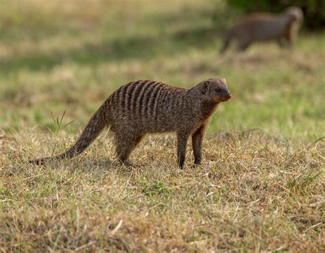 Banded mongoose_Kenya_140724 | Banded Bandit. These guys are… | Flickr