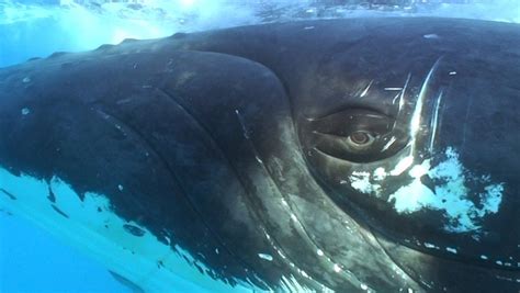 Humpback whale eye : pics